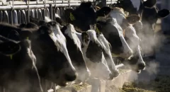 La OMS alerta que virus de gripe aviar fue detectado en leche de vacas infectadas en EEUU