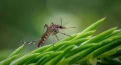 La vigilancia del virus del Nilo seguirá en el margen Oeste del Guadalquivir en Sevilla