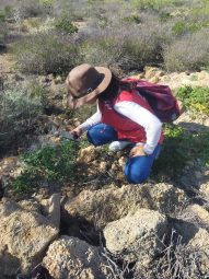 130525. NP. Canarias cierra con éxito su maratón ciudadano de especies invasoras más multitudinario e internacional