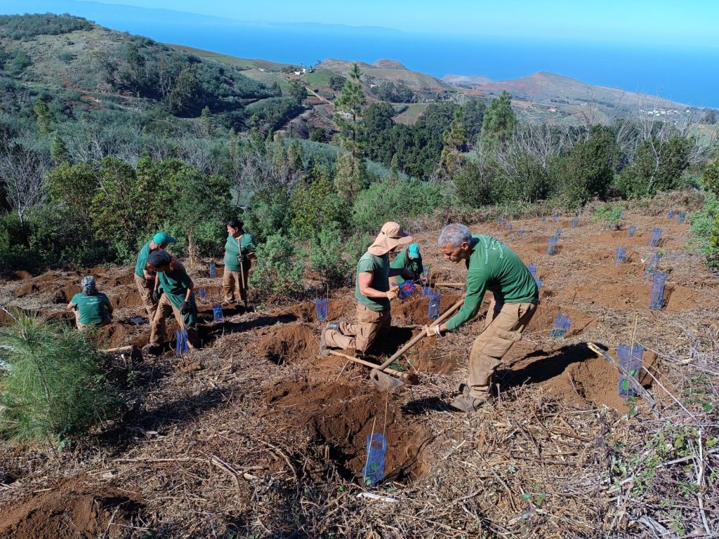 250109 Monte Pavón plantación y goros (4)