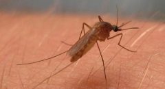 Andalucía adelanta un mes la vigilancia de los mosquitos vectores del virus del Nilo