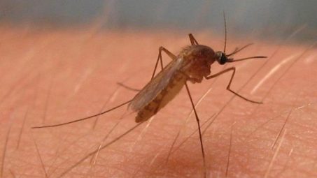 Andalucía adelanta un mes la vigilancia de los mosquitos vectores del virus del Nilo