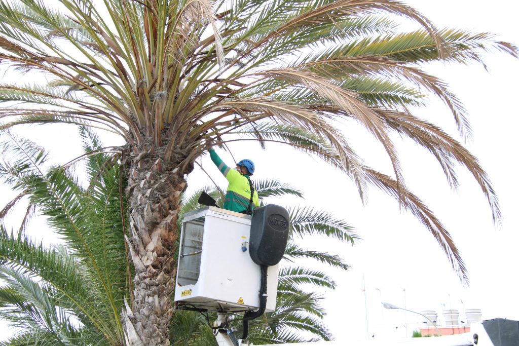 El Ayuntamiento revisa más de 2000 árboles durante los dos primeros meses del Plan de choque del arbolado urbano2