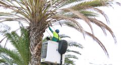 El Ayuntamiento revisa más de 2000 árboles durante los dos primeros meses del Plan de choque del arbolado urbano2