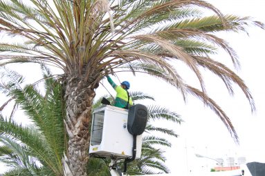 El Ayuntamiento revisa más de 2000 árboles durante los dos primeros meses del Plan de choque del arbolado urbano2