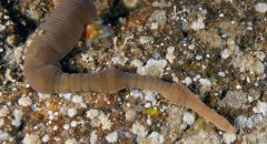 El IEO lidera la actualización de la lista patrón de especies marinas en aguas españolas