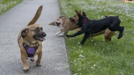Hospitales vascos humanizarán la vida de los pacientes y permitirán visitas de mascotas