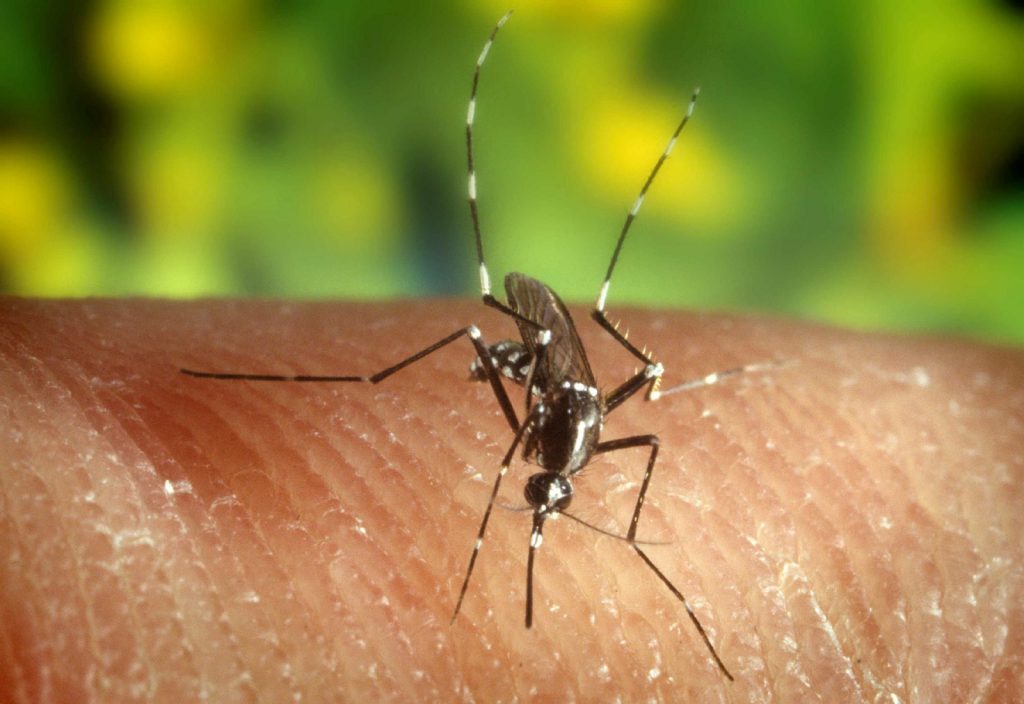 EEUU VIRUS DEL NILO