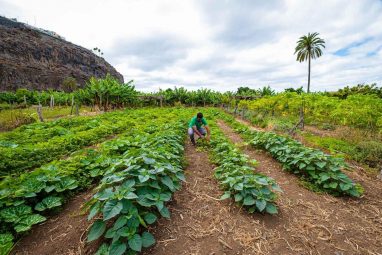 210725 plantación agrícola en La Gomera