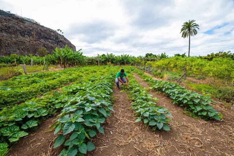 210725 plantación agrícola en La Gomera