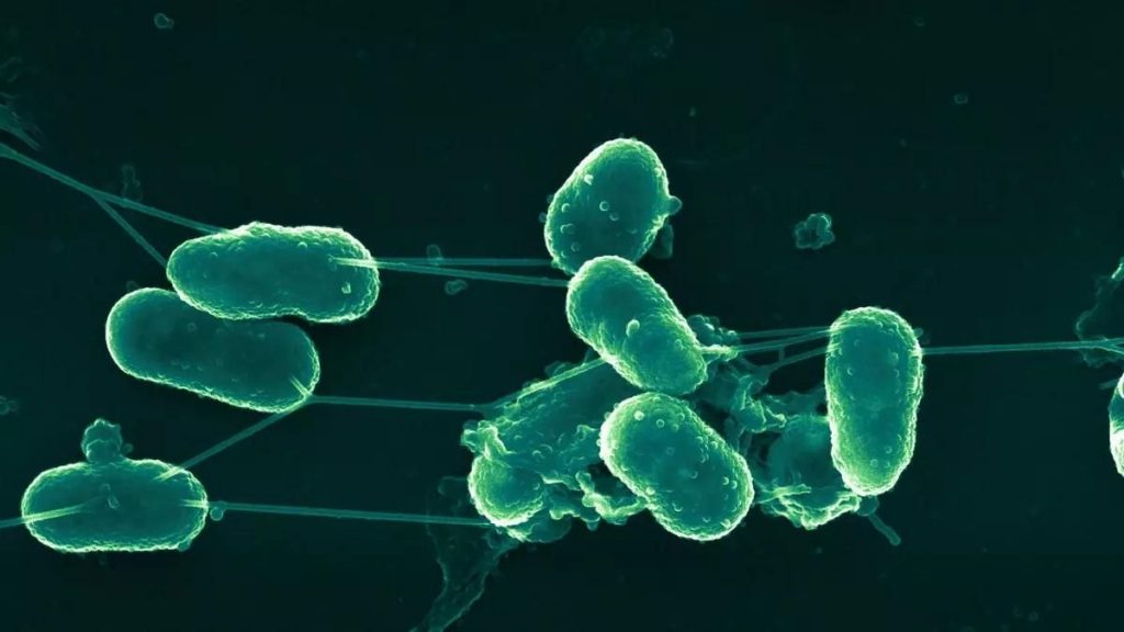 El brote de salmonela deja casos en Galicia, Madrid, Asturias, Andalucía y Castilla y León