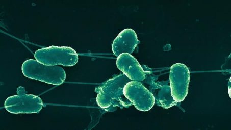 El brote de salmonela deja casos en Galicia, Madrid, Asturias, Andalucía y Castilla y León