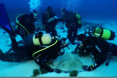 Foto de Michael J Sealey_Un grupo de investigadores realizando tareas de marcaje de un ejemplar de angelote para su estudio