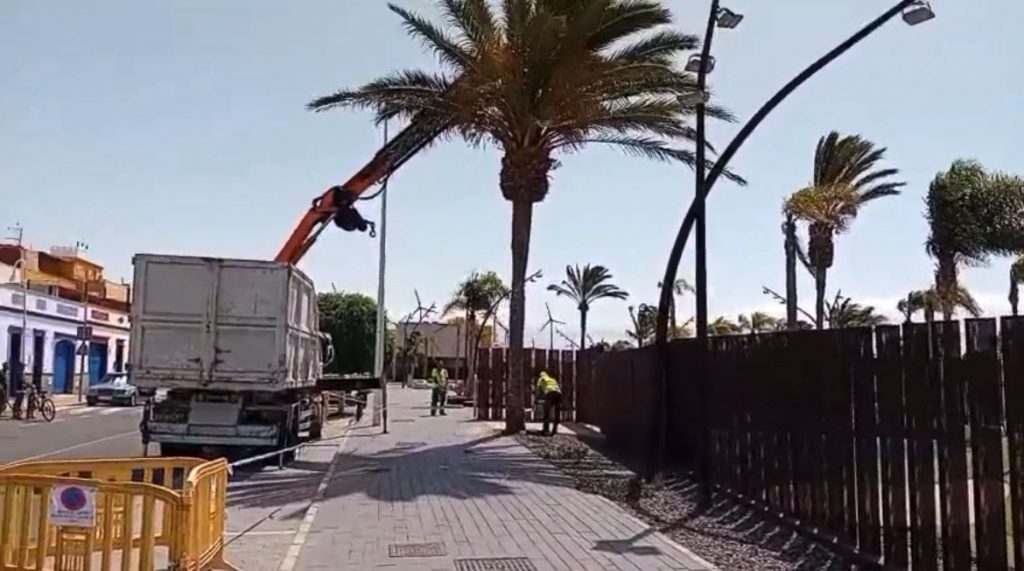 Retirada de palmeras enfermas en Castillo del Romeral (2)