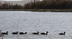 Confirman la muerte por gripe aviar de anátidas en las Lagunas de Villafáfila (Zamora)