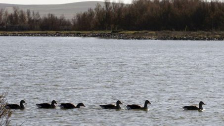 Confirman la muerte por gripe aviar de anátidas en las Lagunas de Villafáfila (Zamora)