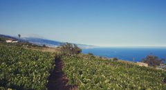 Imagen. El Sauzal. Tenerife