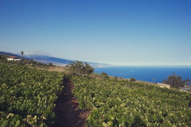 Imagen. El Sauzal. Tenerife