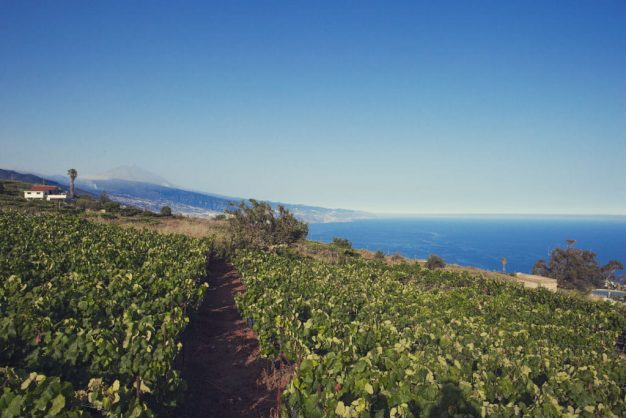 Imagen. El Sauzal. Tenerife