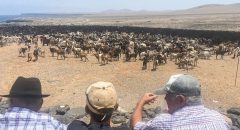 Puerto del Rosario destina 10.400 euros al apoyo de la ganadería de costa