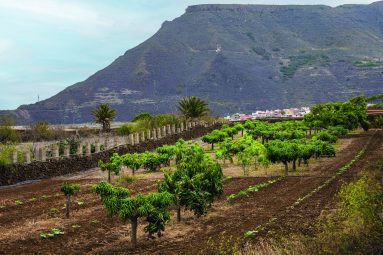Recurso plantaciones 1
