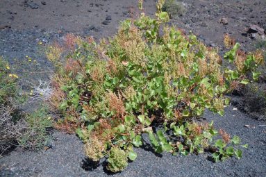 rumex_lunaria-vinagrera