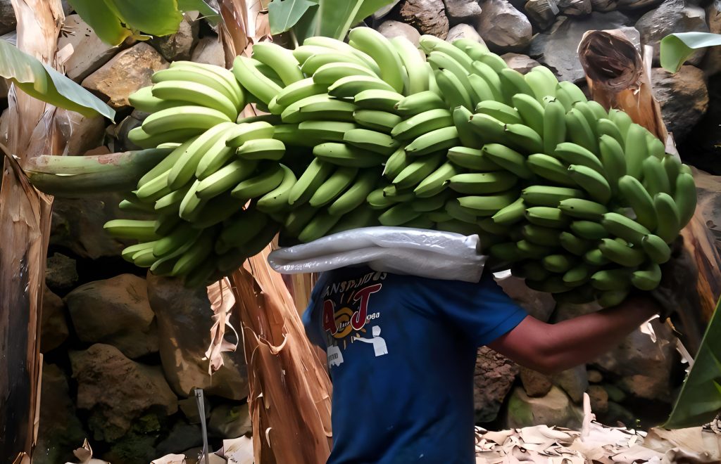 un trabajador de la platanera cargando piñas de plátanos en La Palma