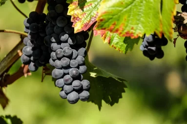 AVIBO valora la prohibición de entrada de uva de vinificación,