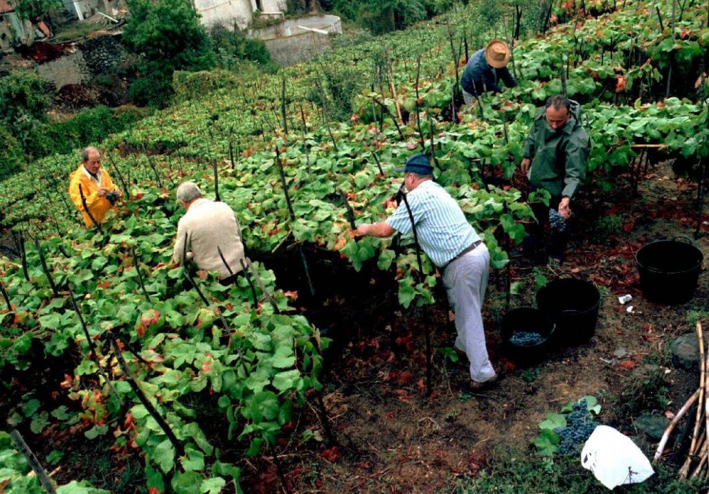 Agricultores La Victoria