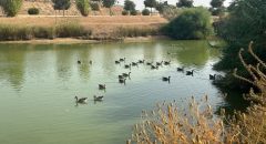 Confirmado un caso de gripe aviar en un soromujo en Aznalcázar, en la Doñana sevillana
