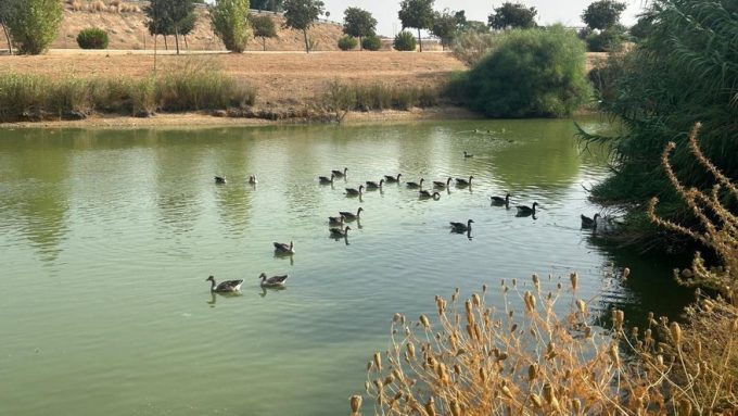 Confirmado un caso de gripe aviar en un soromujo en Aznalcázar, en la Doñana sevillana