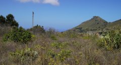 Las “ovejas bombero” limpian la Reserva de la Biosfera en Tegueste para prevenir incendios forestales